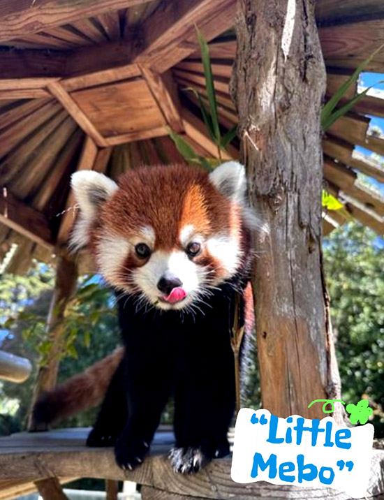 9170金沙集团_Red Panda &quot;Little MEBO&quot; Debuts at San Francisco Zoo's Youth Exploration Zone
