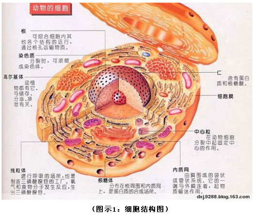 9170金沙集团_破解人体生命再生延续之谜（二）