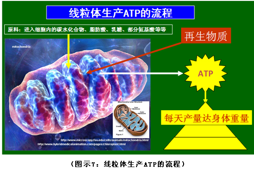 9170金沙集团_破解人体生命再生延续之谜（二）