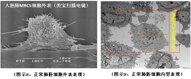 9170金沙集团_破解人体生命再生延续之谜（二）