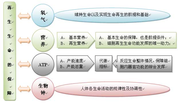 9170金沙集团_人体再生回复科学养生的生命机理