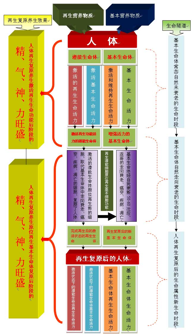 9170金沙集团_人体再生回复科学养生的生命机理