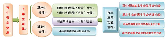 9170金沙集团_人体再生回复科学养生的生命机理