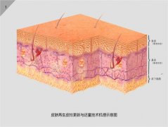 9170金沙集团_人体再生生命启动妄想