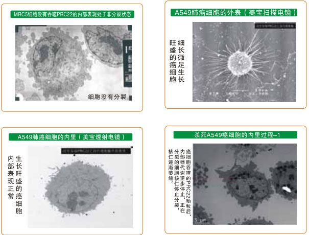 9170金沙集团_八、再生抗癌的研究