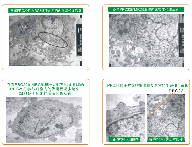 9170金沙集团_八、再生抗癌的研究
