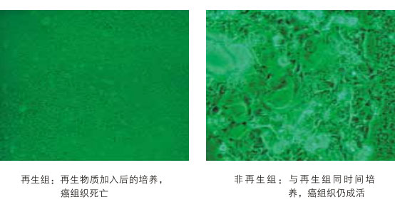 9170金沙集团_八、再生抗癌的研究