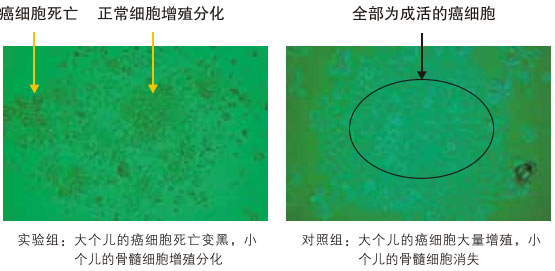 9170金沙集团_八、再生抗癌的研究