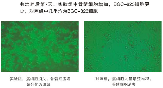 9170金沙集团_八、再生抗癌的研究