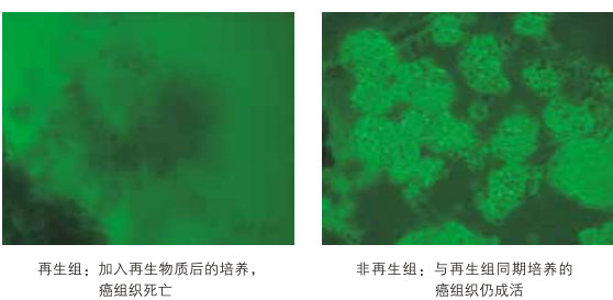 9170金沙集团_八、再生抗癌的研究