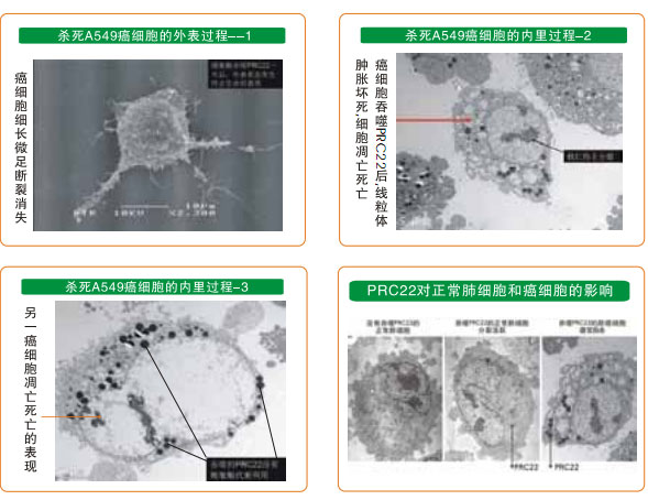 9170金沙集团_八、再生抗癌的研究