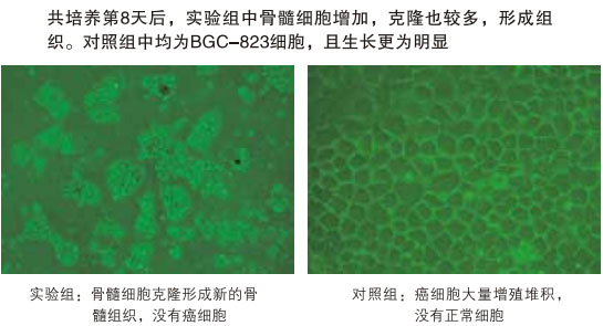 9170金沙集团_八、再生抗癌的研究