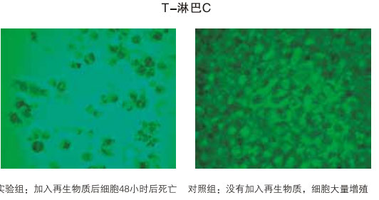 9170金沙集团_八、再生抗癌的研究