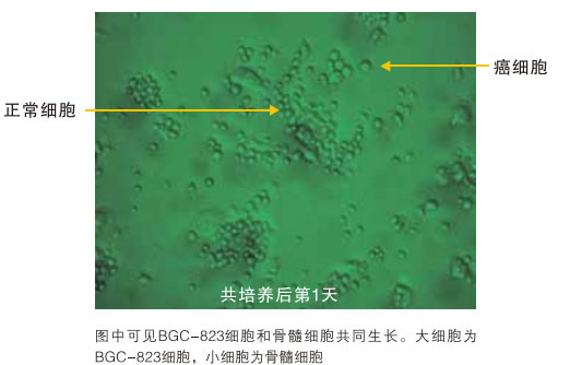 9170金沙集团_八、再生抗癌的研究