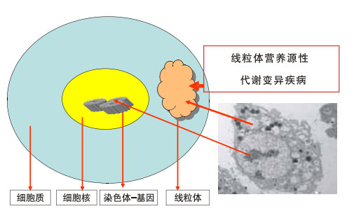 9170金沙集团_八、再生抗癌的研究
