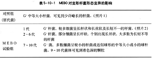 9170金沙集团_第十节 烧伤湿性医疗手艺MEBO的抗菌作用实验研究（续）