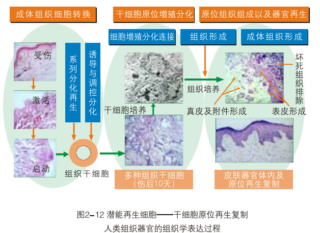 9170金沙集团_二、破解体细胞被诱导干细胞神秘期(1990—1997年)