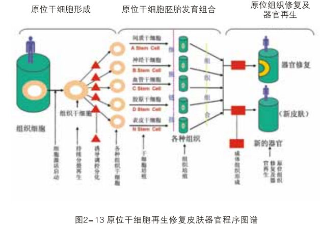9170金沙集团_二、破解体细胞被诱导干细胞神秘期(1990—1997年)