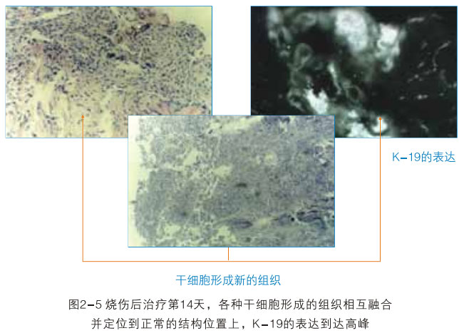 9170金沙集团_二、破解体细胞被诱导干细胞神秘期(1990—1997年)