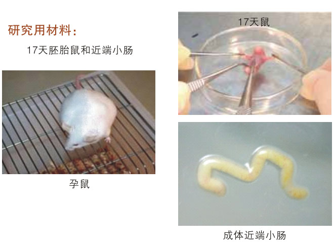 9170金沙集团_三、动物体外克隆实验重复期（1997-2002年）