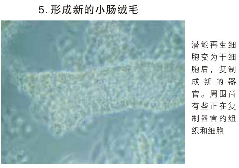 9170金沙集团_三、动物体外克隆实验重复期（1997-2002年）