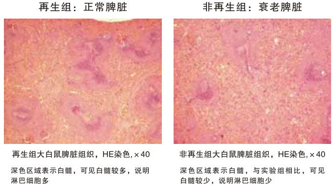 9170金沙集团_四、动物体内原位再生回复实验期(2002—2007年)
