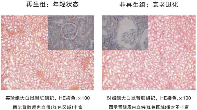 9170金沙集团_四、动物体内原位再生回复实验期(2002—2007年)