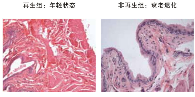 9170金沙集团_四、动物体内原位再生回复实验期(2002—2007年)