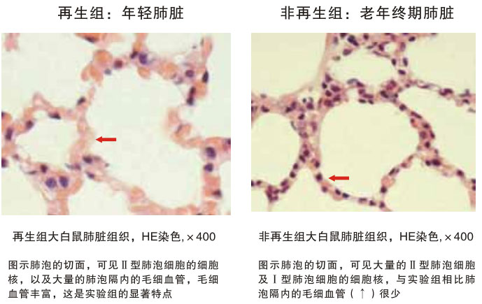 9170金沙集团_四、动物体内原位再生回复实验期(2002—2007年)