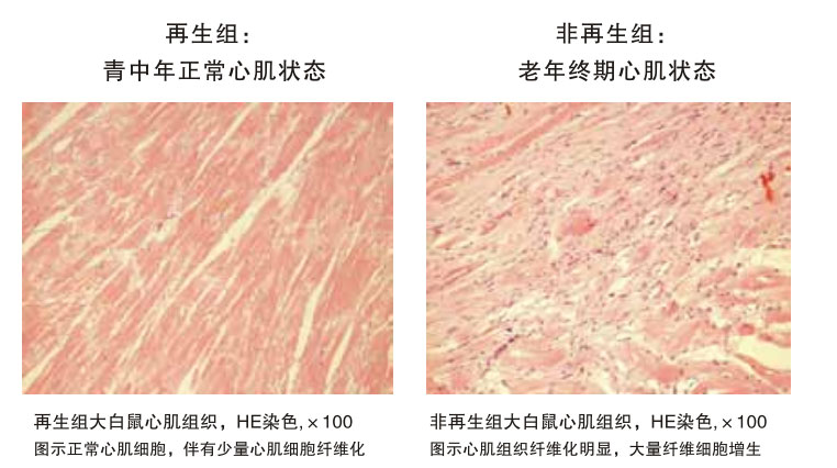 9170金沙集团_四、动物体内原位再生回复实验期(2002—2007年)