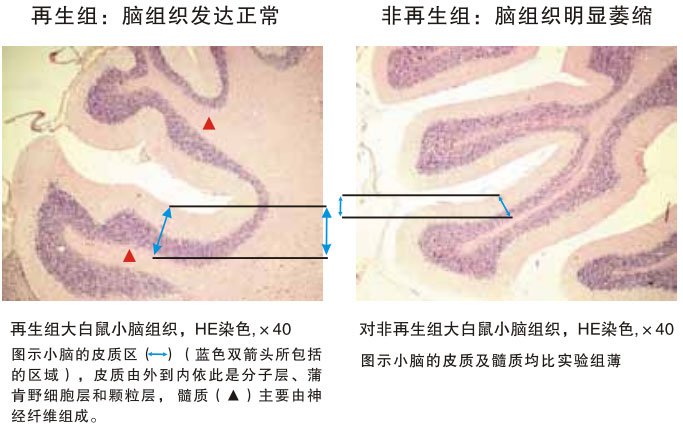9170金沙集团_四、动物体内原位再生回复实验期(2002—2007年)