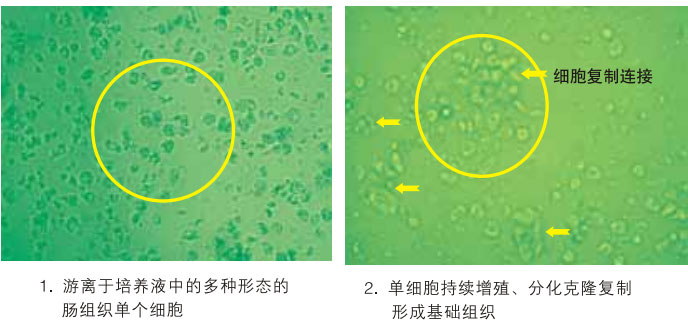9170金沙集团_三、动物体外克隆实验重复期（1997-2002年）