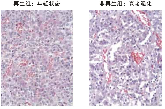 9170金沙集团_四、动物体内原位再生回复实验期(2002—2007年)