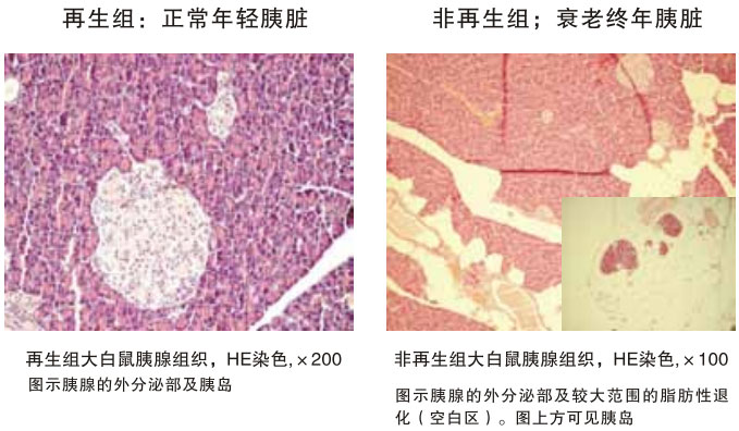 9170金沙集团_四、动物体内原位再生回复实验期(2002—2007年)