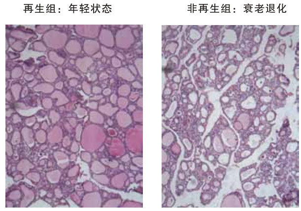 9170金沙集团_四、动物体内原位再生回复实验期(2002—2007年)