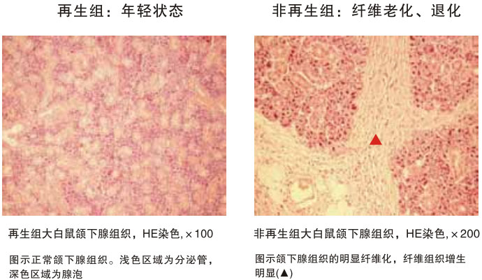 9170金沙集团_四、动物体内原位再生回复实验期(2002—2007年)