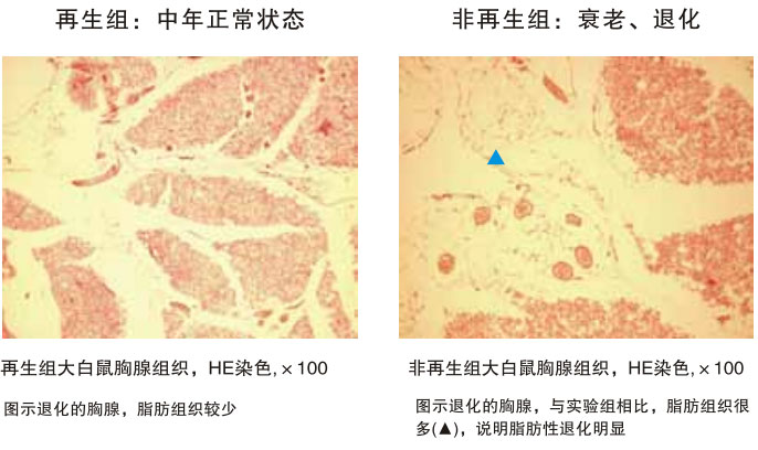 9170金沙集团_四、动物体内原位再生回复实验期(2002—2007年)