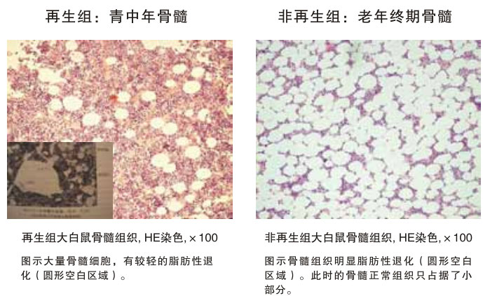 9170金沙集团_四、动物体内原位再生回复实验期(2002—2007年)