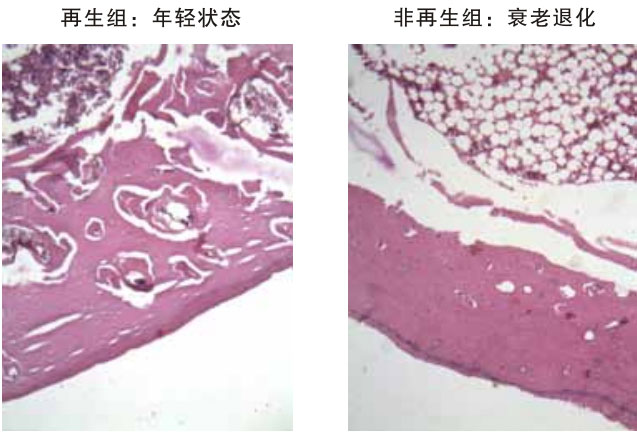 9170金沙集团_四、动物体内原位再生回复实验期(2002—2007年)