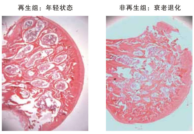 9170金沙集团_四、动物体内原位再生回复实验期(2002—2007年)
