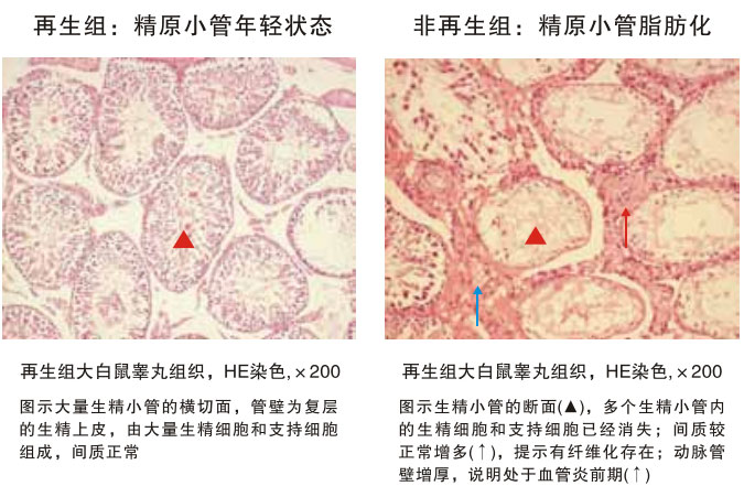 9170金沙集团_四、动物体内原位再生回复实验期(2002—2007年)