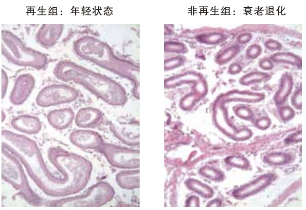 9170金沙集团_四、动物体内原位再生回复实验期(2002—2007年)