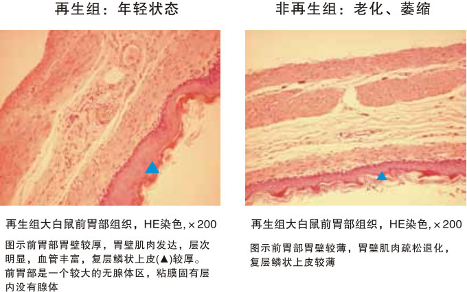 9170金沙集团_四、动物体内原位再生回复实验期(2002—2007年)