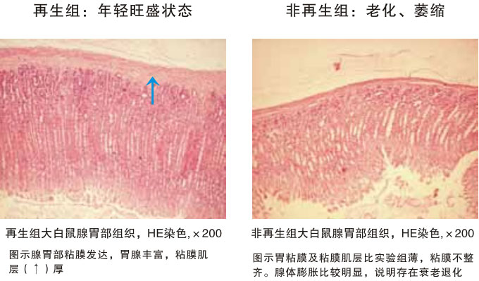 9170金沙集团_四、动物体内原位再生回复实验期(2002—2007年)