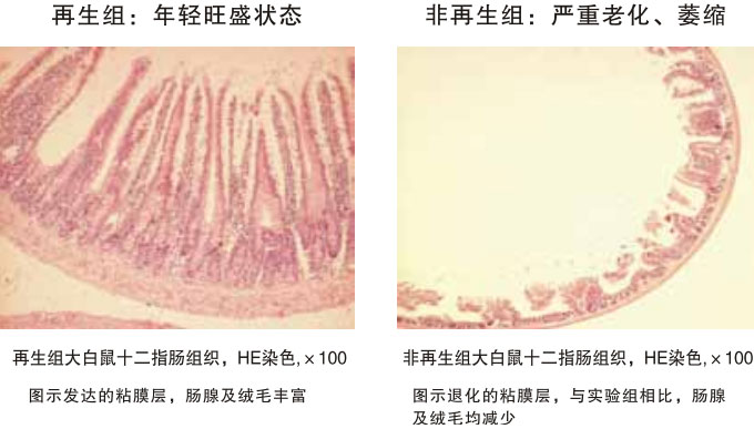 9170金沙集团_四、动物体内原位再生回复实验期(2002—2007年)