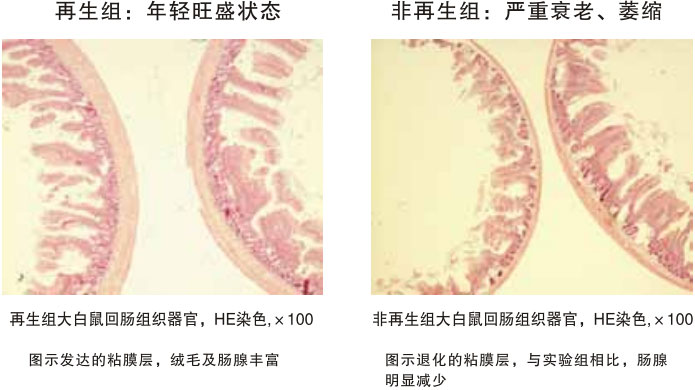 9170金沙集团_四、动物体内原位再生回复实验期(2002—2007年)