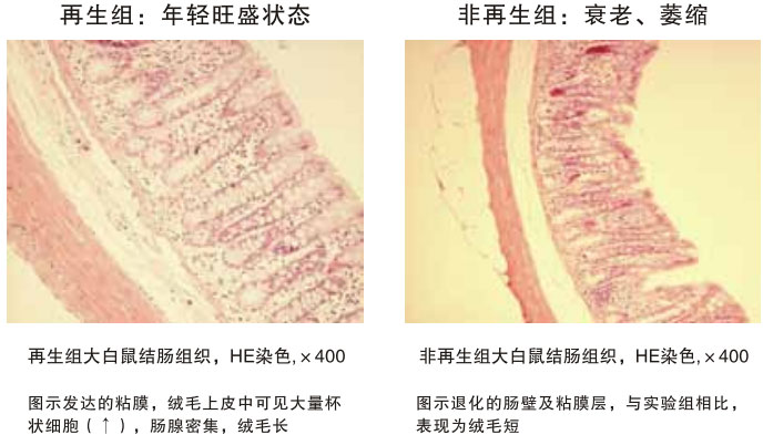 9170金沙集团_四、动物体内原位再生回复实验期(2002—2007年)