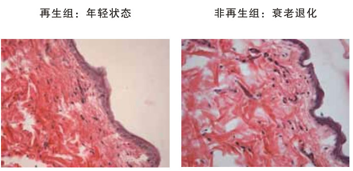 9170金沙集团_四、动物体内原位再生回复实验期(2002—2007年)