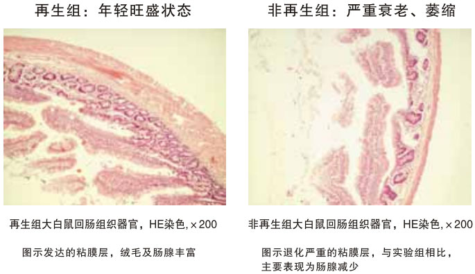 9170金沙集团_四、动物体内原位再生回复实验期(2002—2007年)