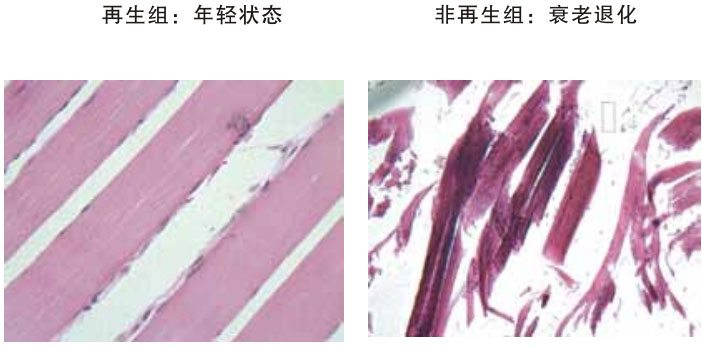 9170金沙集团_四、动物体内原位再生回复实验期(2002—2007年)